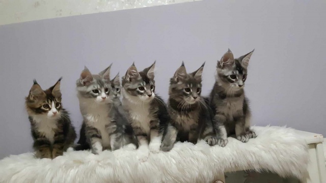 Maine Coon - mainská mývalia mačka - www.maine-coons.sk